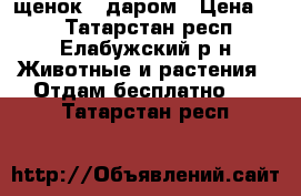 щенок   даром › Цена ­ 1 - Татарстан респ., Елабужский р-н Животные и растения » Отдам бесплатно   . Татарстан респ.